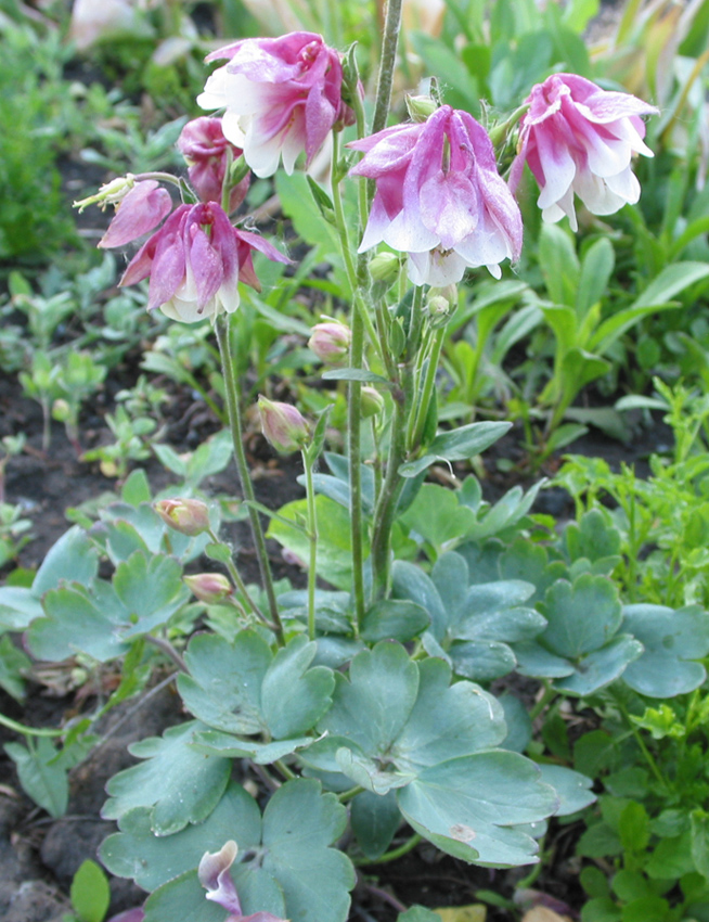 Изображение особи Aquilegia vulgaris.