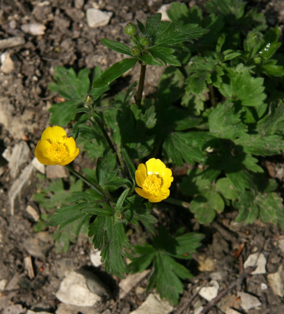 Изображение особи род Ranunculus.