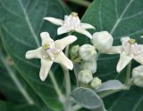 Calotropis gigantea. Цветки и бутоны. Таиланд, остров Пханган. 22.06.2013.