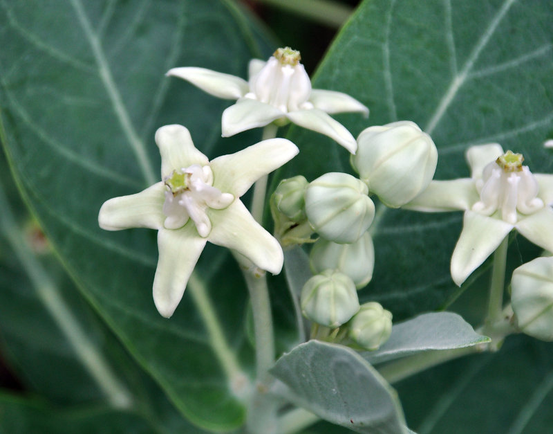 Image of Calotropis gigantea specimen.