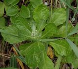 Senecio pseudoarnica