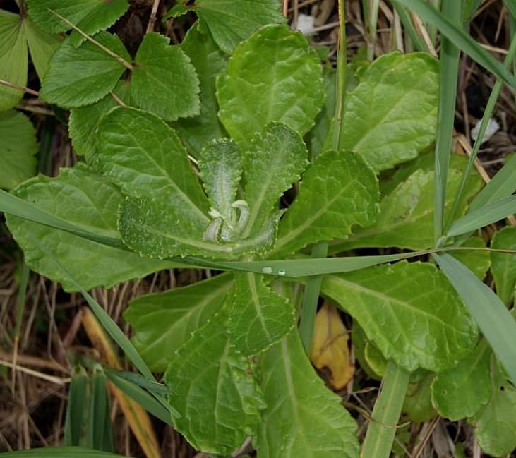 Изображение особи Senecio pseudoarnica.