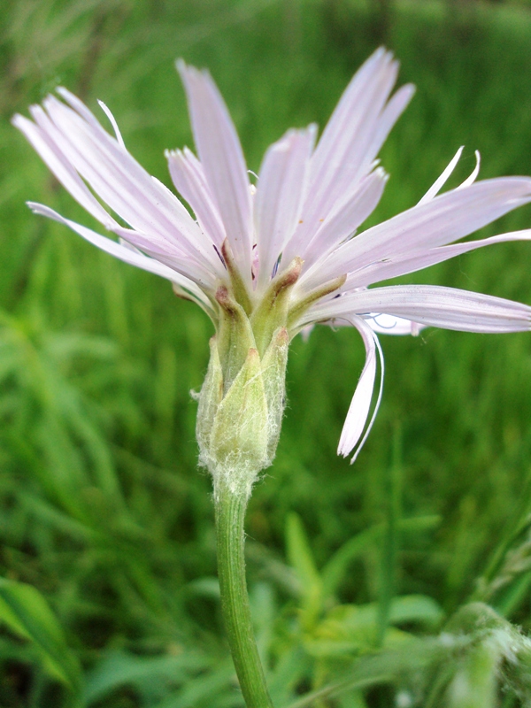 Image of Scorzonera purpurea specimen.