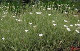 Cerastium argenteum