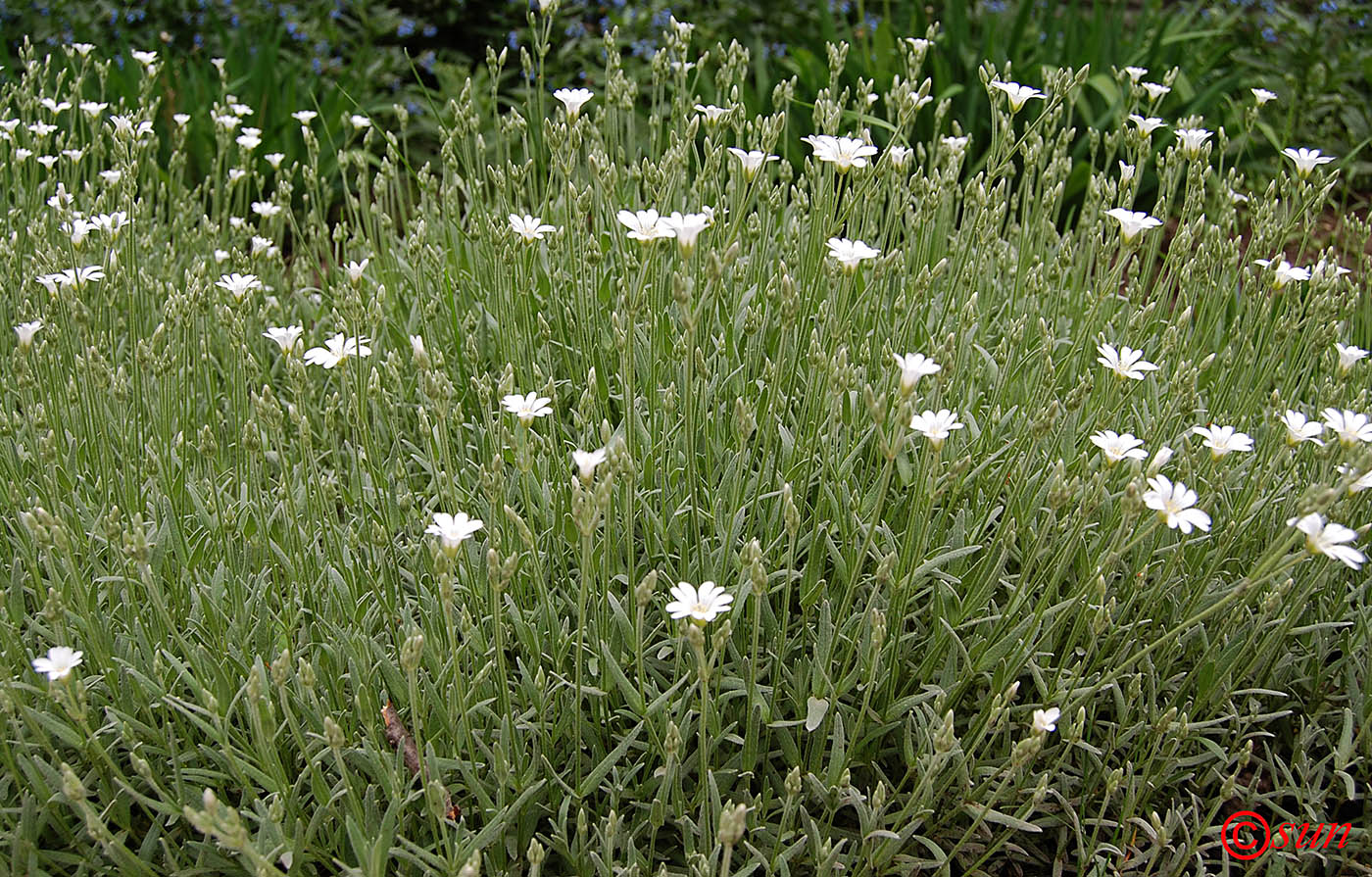 Изображение особи Cerastium argenteum.