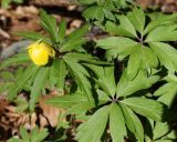 Anemone ranunculoides