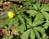 Anemone ranunculoides. Листья и побег с распускающимся цветком. Краснодарский край, окрестности Большой Азишской пещеры. 28.04.2013.