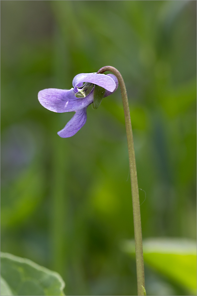 Image of Viola &times; ruprechtiana specimen.