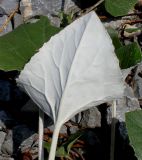 Petasites paradoxus. Лист (нижняя сторона). Германия, г. Дюссельдорф, Ботанический сад университета. 04.05.2014.