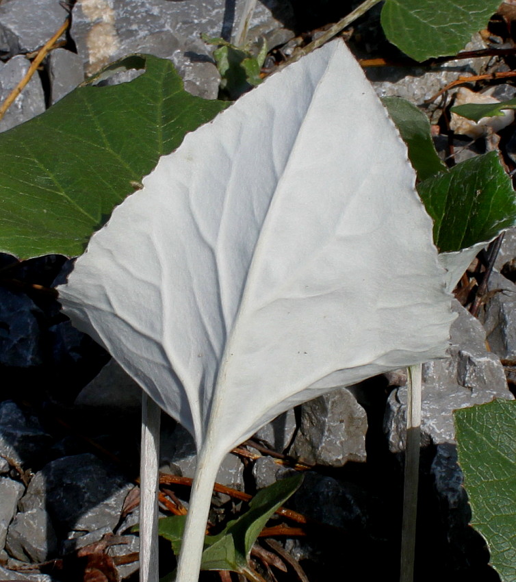 Изображение особи Petasites paradoxus.