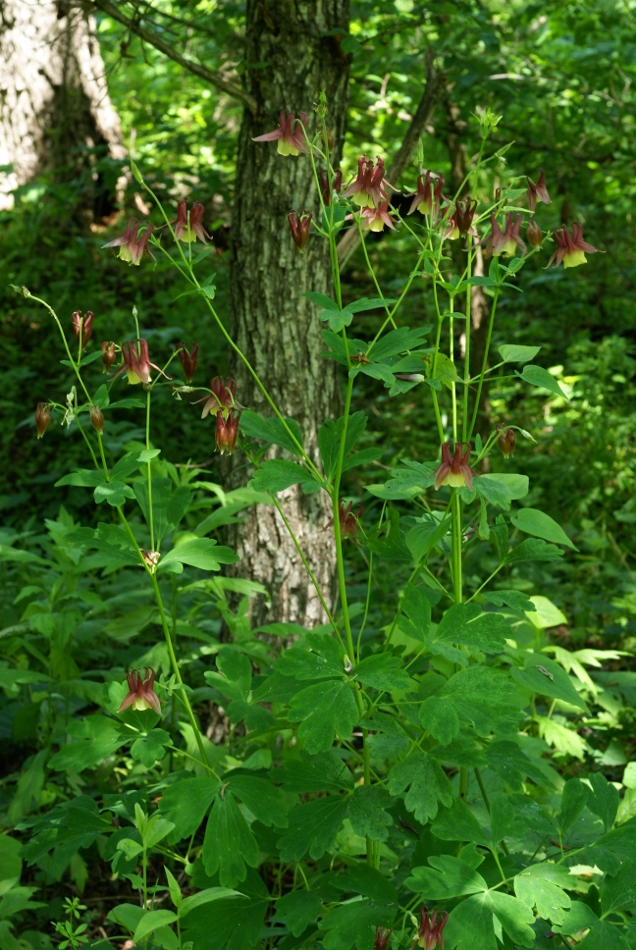 Изображение особи Aquilegia oxysepala.