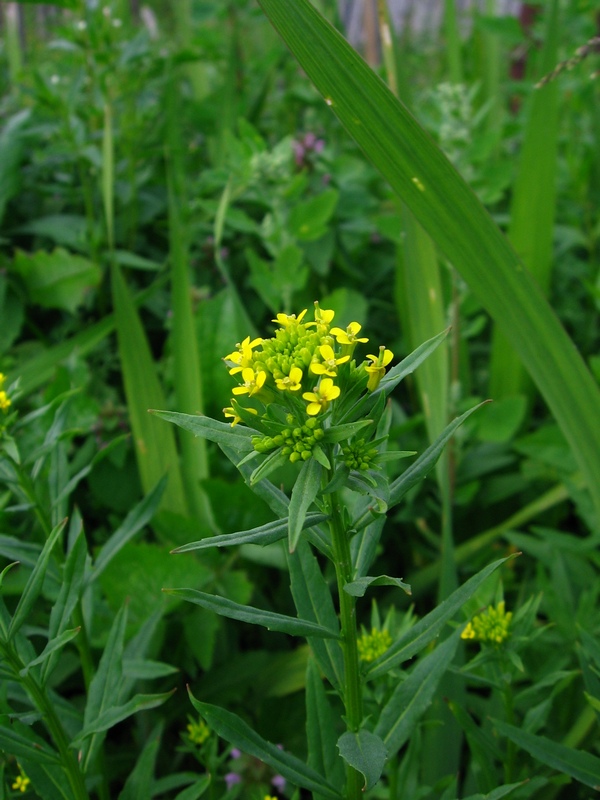 Image of Erysimum cheiranthoides specimen.