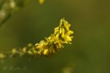 Melilotus officinalis. Верхушка соцветия. Молдова, Кишинев, Ботанический сад АН Молдовы. 12.07.2014.