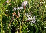 Dianthus superbus