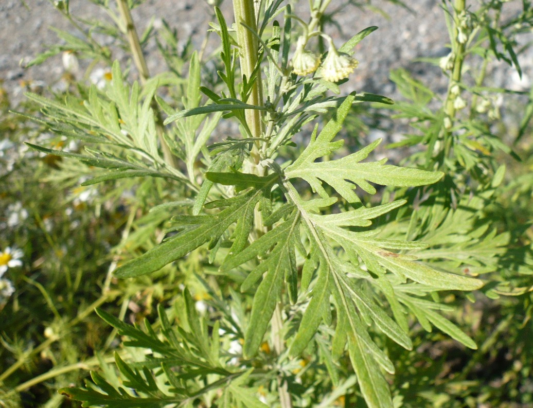 Image of Artemisia sieversiana specimen.