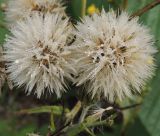 Picris kamtschatica