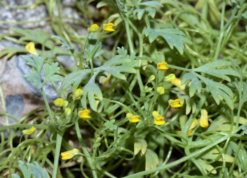 Image of Fumariola turkestanica specimen.