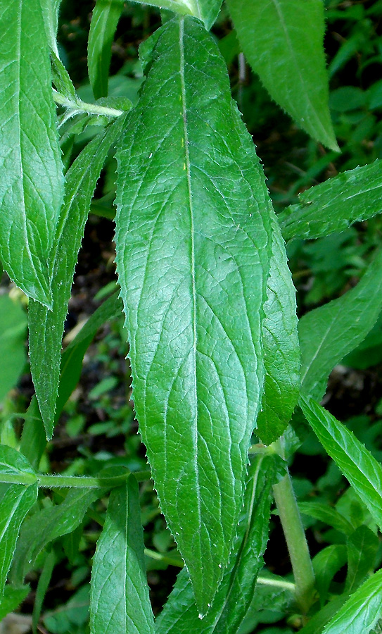 Image of Epilobium hirsutum specimen.