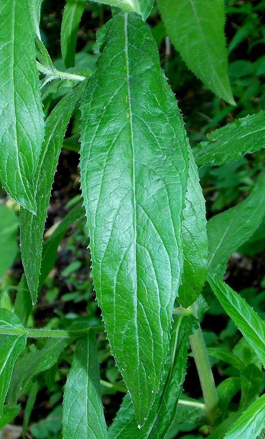 Изображение особи Epilobium hirsutum.