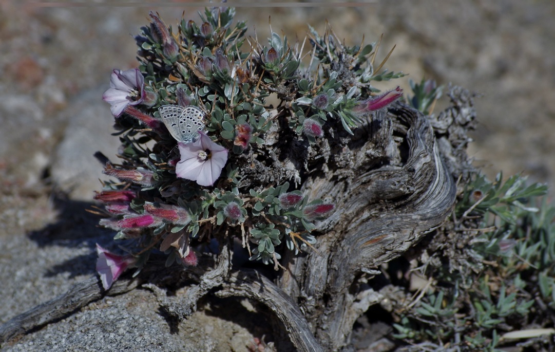 Image of Convolvulus tragacanthoides specimen.
