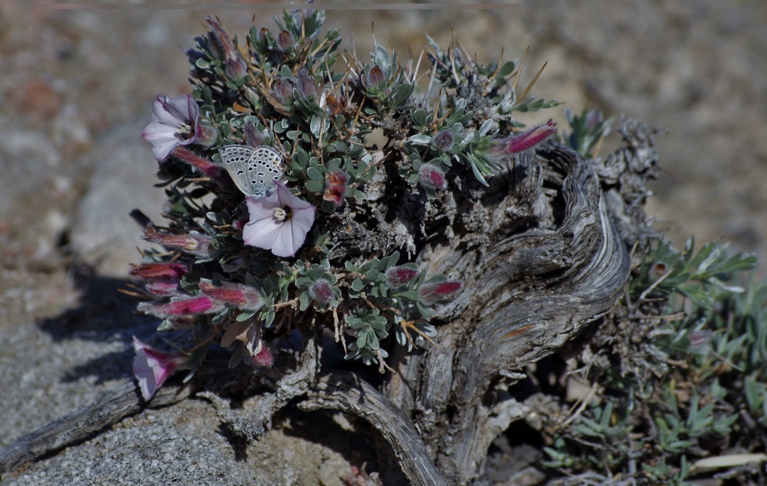 Изображение особи Convolvulus tragacanthoides.