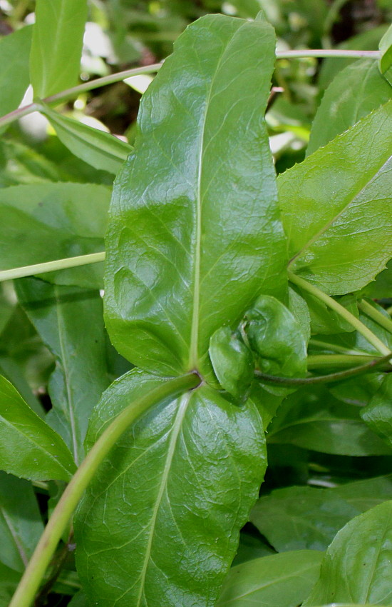 Image of Penstemon spectabilis specimen.