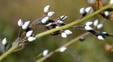 Lithospermum officinale