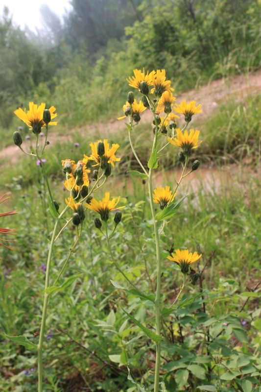 Изображение особи род Hieracium.