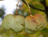 род Staphylea. Зреющие плоды. Германия, г. Дюссельдорф, Ботанический сад университета. 05.09.2014.