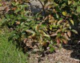 Cephalanthus occidentalis