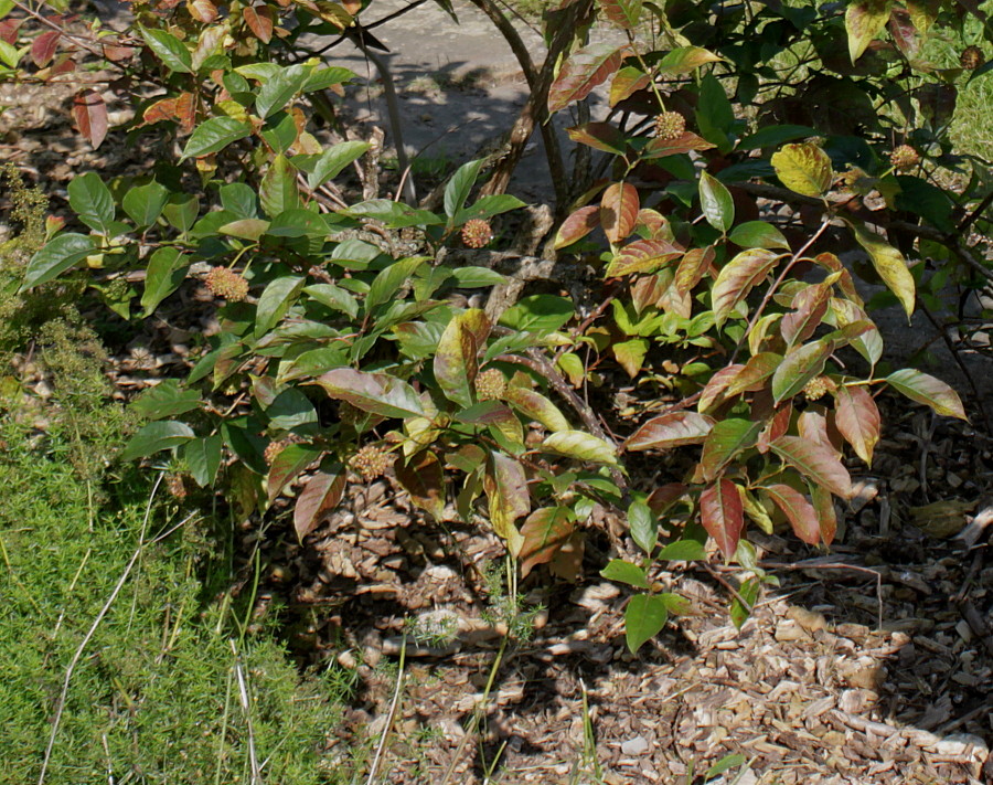 Изображение особи Cephalanthus occidentalis.