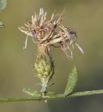 genus Centaurea