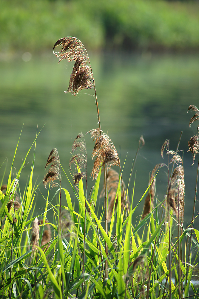 Изображение особи Phragmites australis.