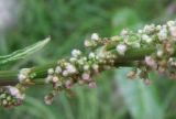 Rumex acetosa. Соцветие. Кольский п-ов, Восточный Мурман, пос. Дальние Зеленцы. 31.07.2009.