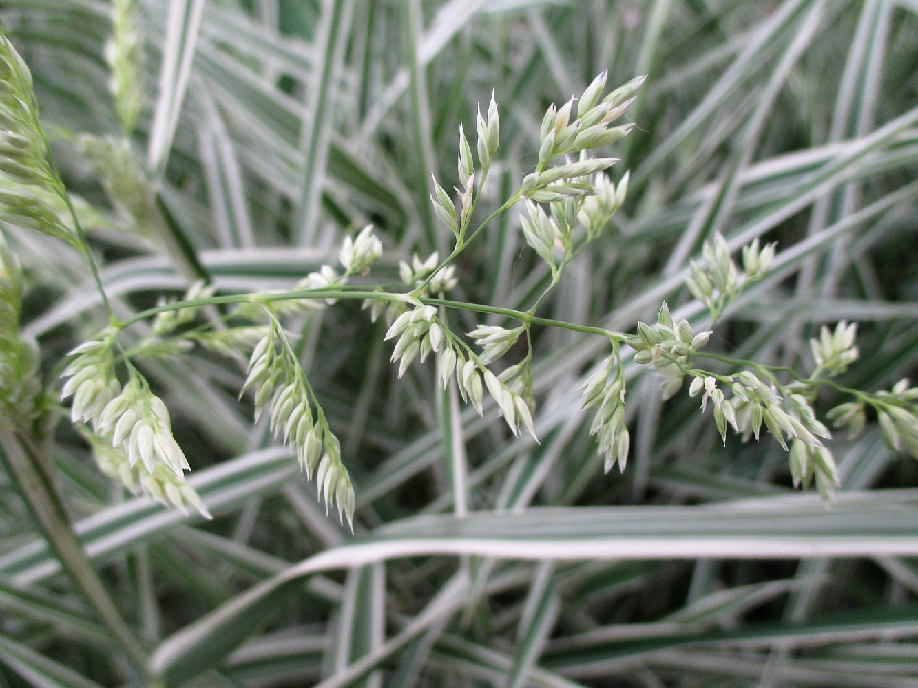 Image of Phalaroides japonica specimen.