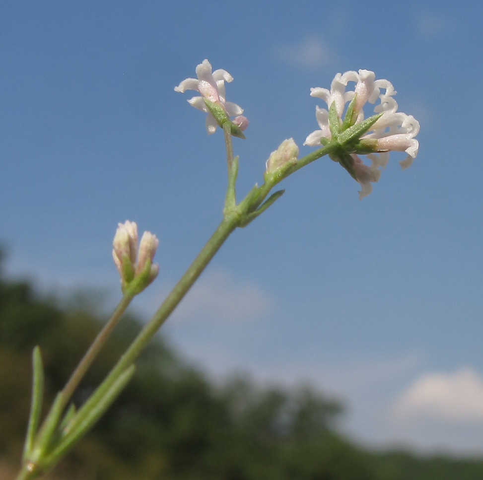 Image of Asperula lipskyana specimen.