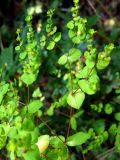 Euphorbia stricta