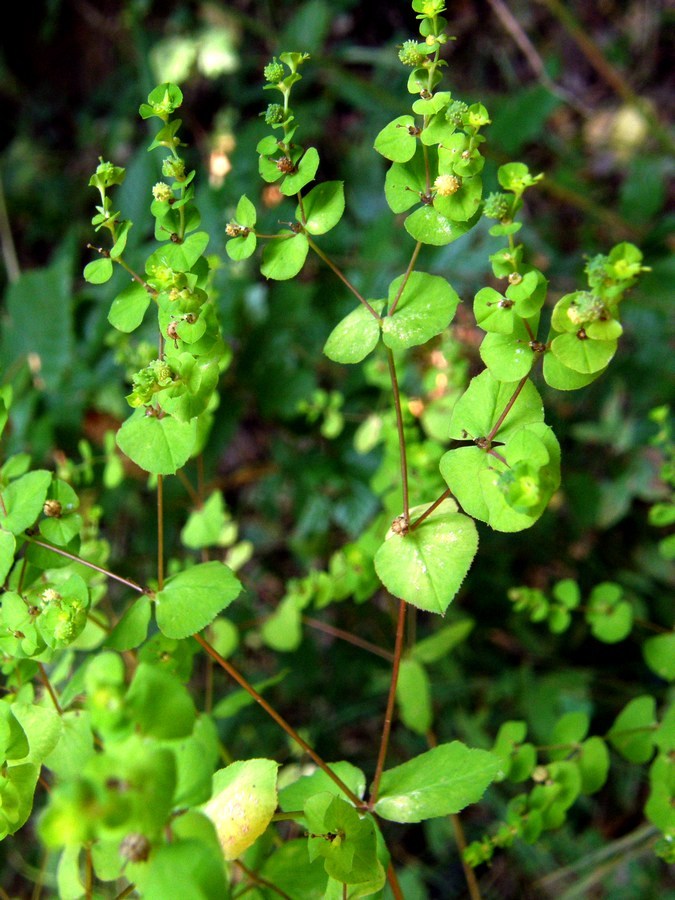 Image of Euphorbia stricta specimen.