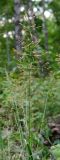 genus Agrostis