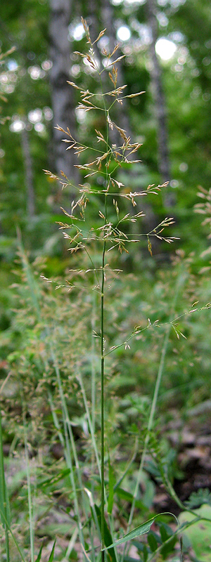 Изображение особи род Agrostis.