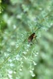 Artemisia frigida