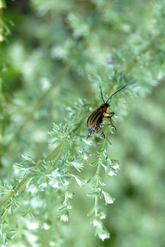 Image of Artemisia frigida specimen.