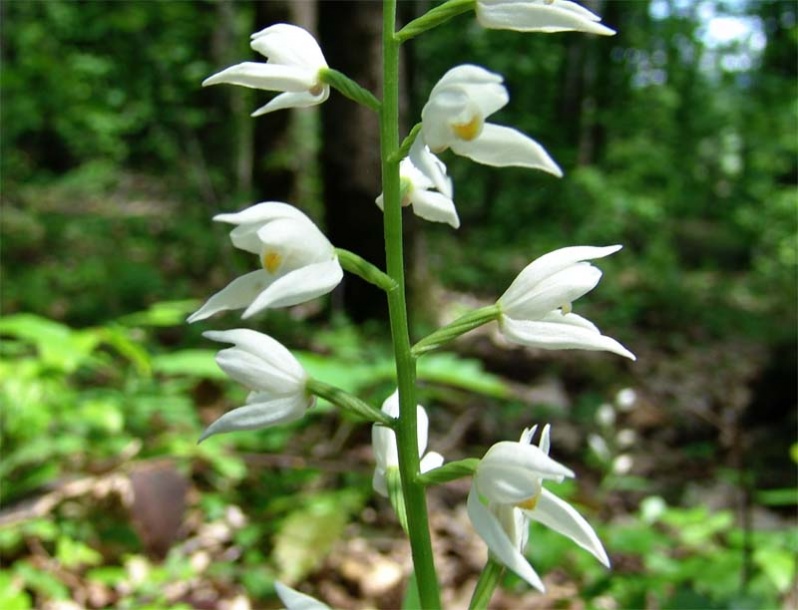 Изображение особи Cephalanthera longifolia.