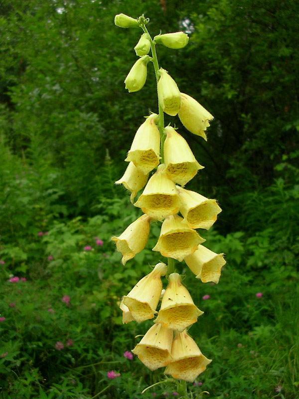 Изображение особи Digitalis grandiflora.