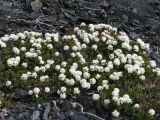 Ledum palustre. Низкорослый цветущий кустарничек на каменистом склоне. Иркутская обл., Бодайбинский р-н, склон гольца. 18.06.2008.