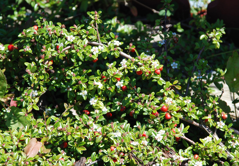 Image of Cotoneaster dammeri specimen.