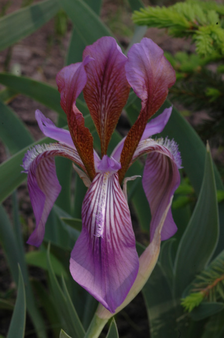 Изображение особи Iris glaucescens.