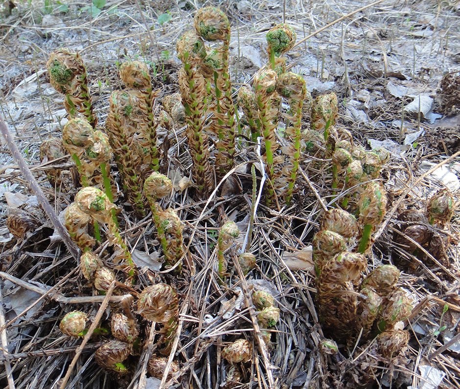 Image of Dryopteris expansa specimen.