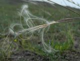 Stipa glareosa