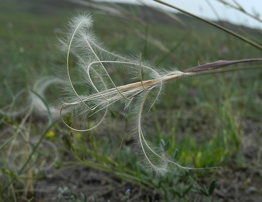 Image of Stipa glareosa specimen.